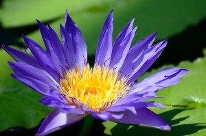 青色の睡蓮